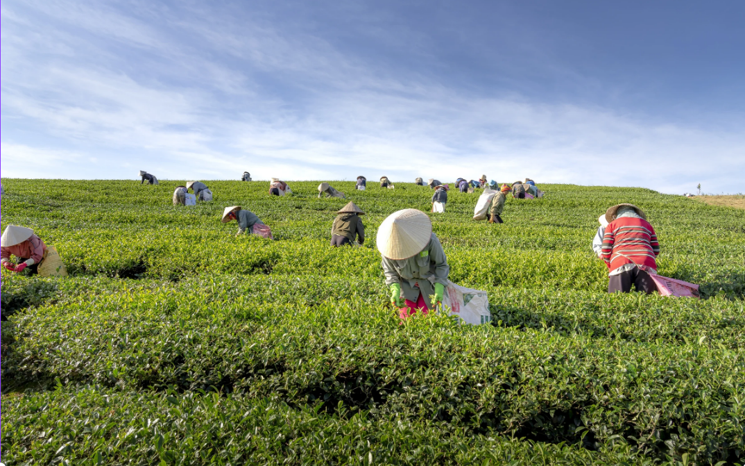 Grüner Tee Loser | Jasmin Grüntee stark | - Bubble Tee DIY Vegan, Zukerfrei - 500g, China